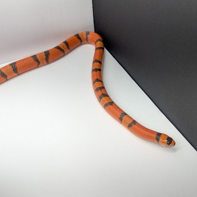 animal image