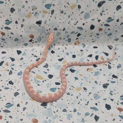 animal image