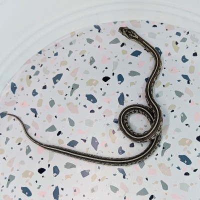 animal image
