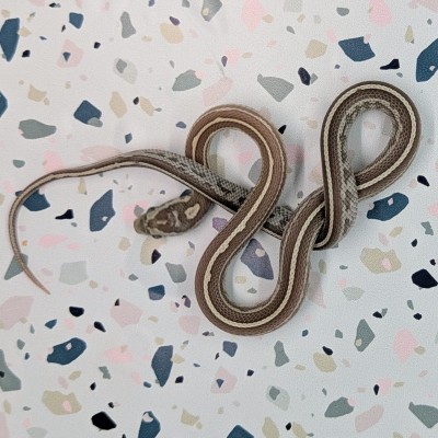 animal image
