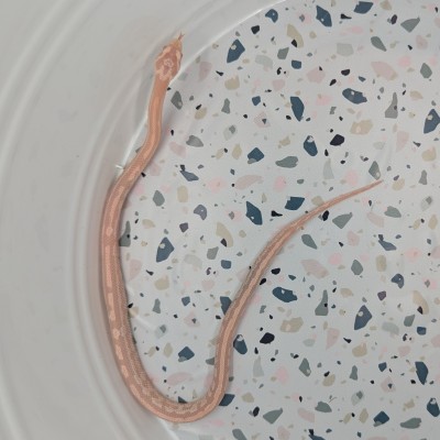animal image