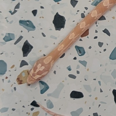 animal image
