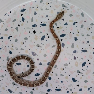 animal image