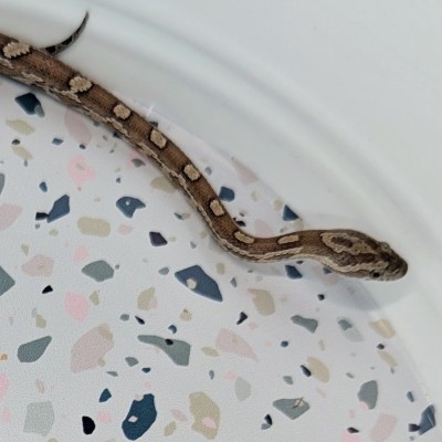 animal image