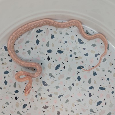 animal image