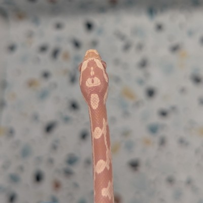 animal image