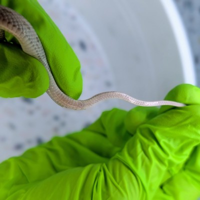 animal image