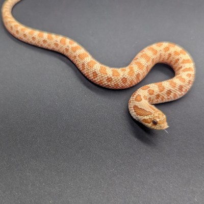 animal image