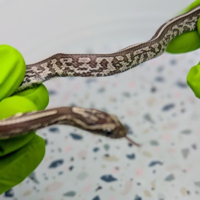 animal image