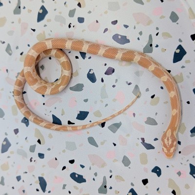 animal image
