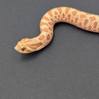 animal image