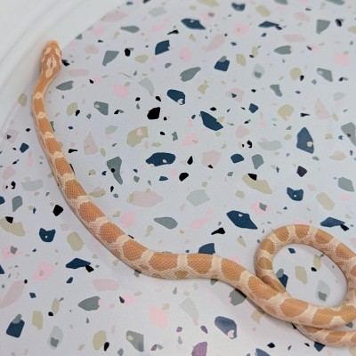 animal image