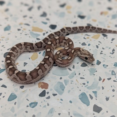 animal image