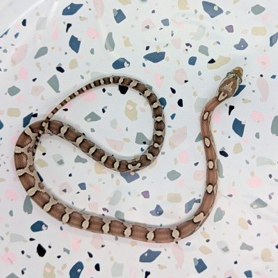animal image