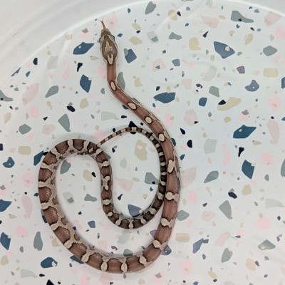 animal image
