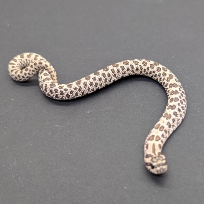 animal image