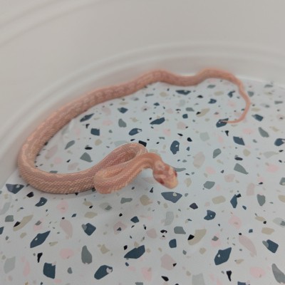 animal image