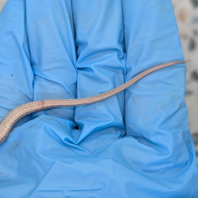 animal image