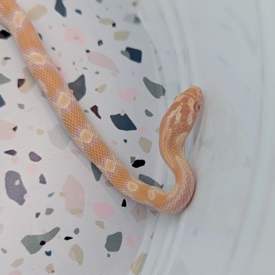 animal image