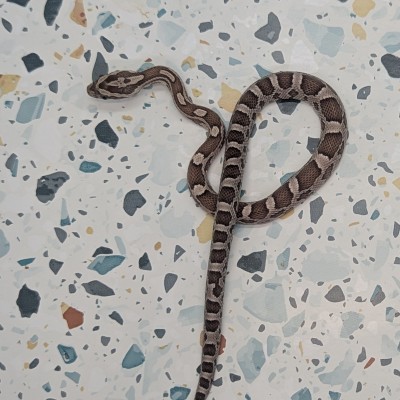 animal image