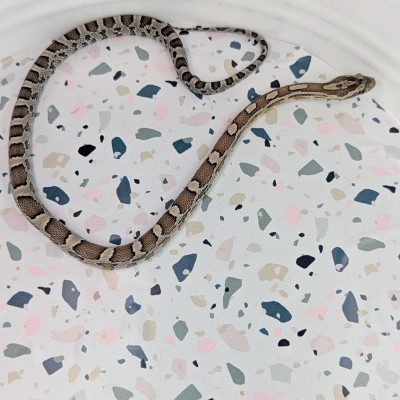 animal image
