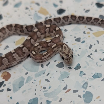 animal image