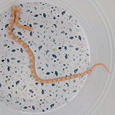 animal image