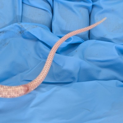 animal image