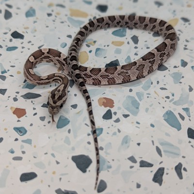 animal image