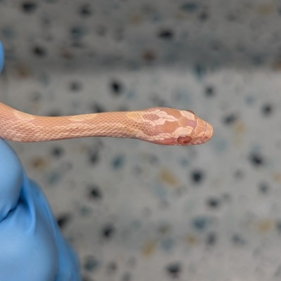 animal image