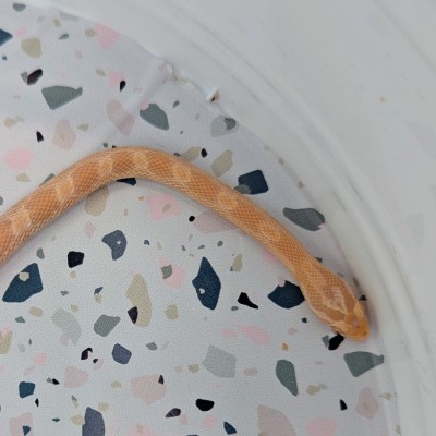 animal image