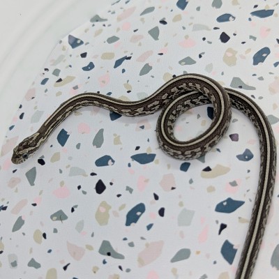 animal image