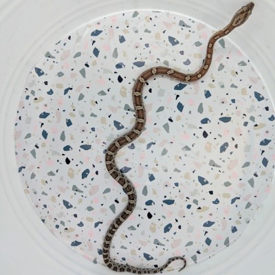 animal image