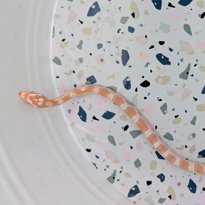 animal image