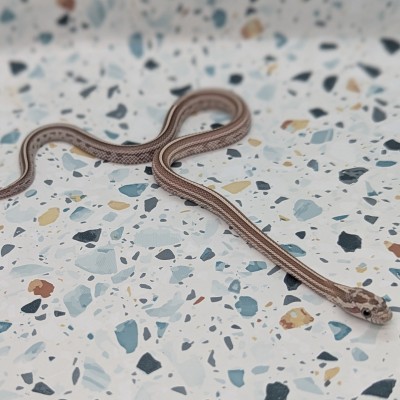 animal image