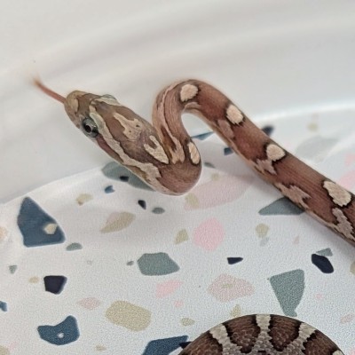 animal image