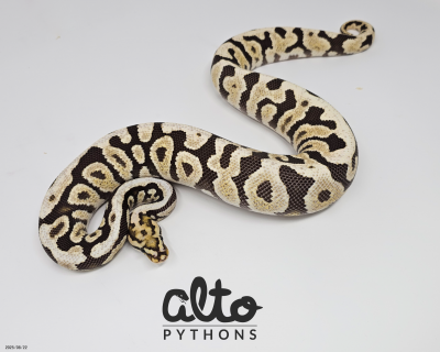 animal image