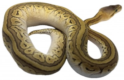 animal image