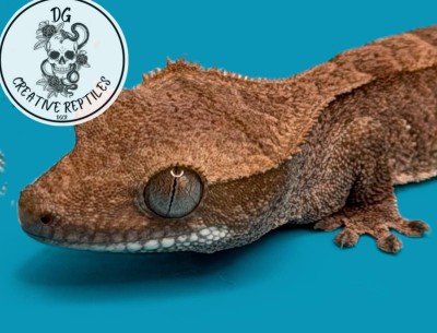 animal image