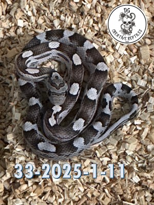 animal image