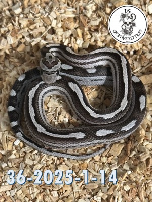 animal image