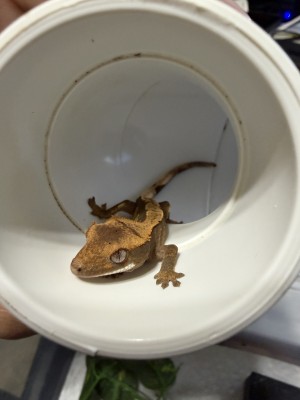 animal image