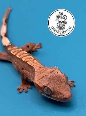 animal image