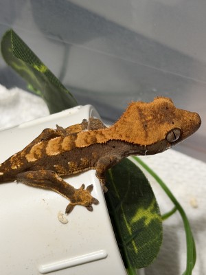 animal image