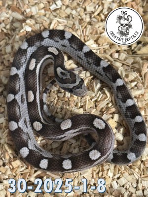 animal image