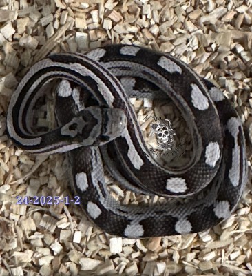 animal image