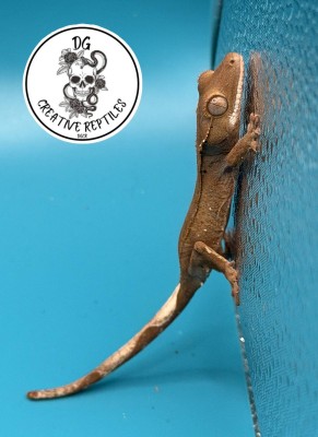 animal image