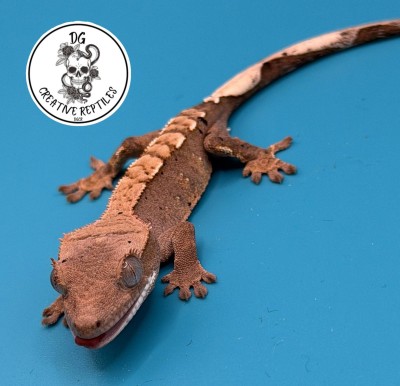 animal image