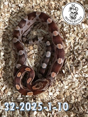 animal image