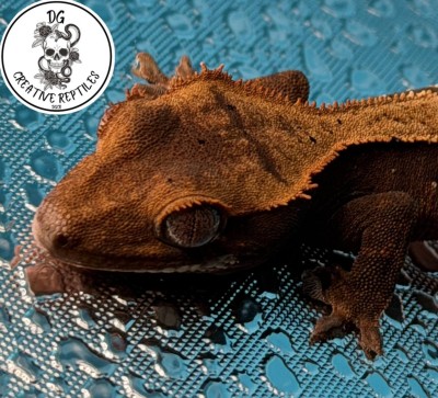 animal image